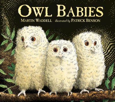 Owl babies