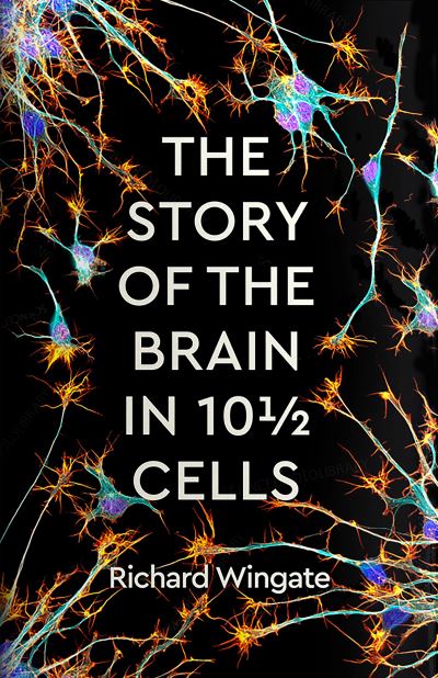 The story of the brain in 10 1/2 cells